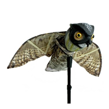 Hibou Effaroucheur - Prowler Owl | BirdGard Iberia