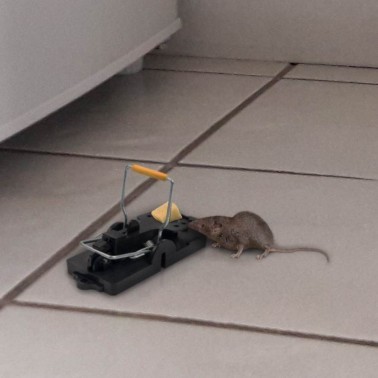 Pièges à Souris - Lot de 2 | BirdGard Iberia