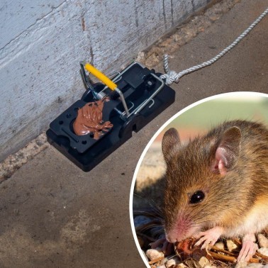Pièges à Souris - Lot de 2 | BirdGard Iberia