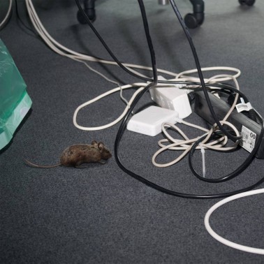 Prise Anti Souris : Solution Efficace et Sûre | BirdGard Iberia