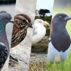 Espèces d'Oiseaux