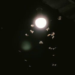 Insectes Volants
